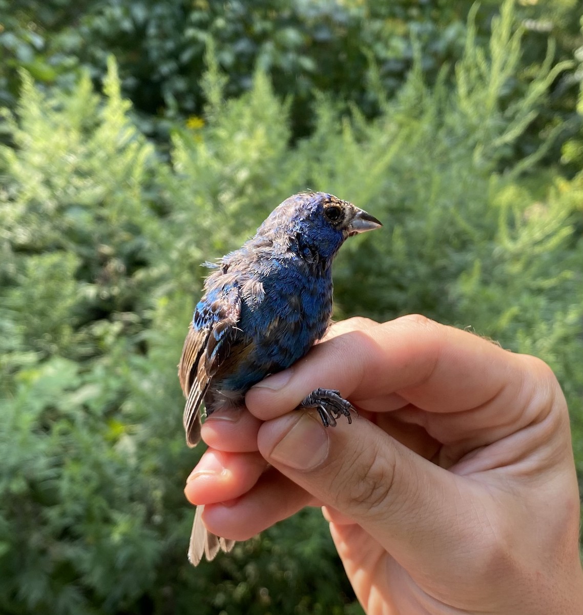 Indigo Bunting - ML477980751