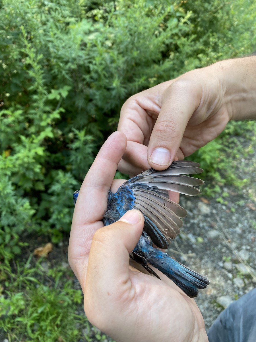 Indigo Bunting - ML477980761