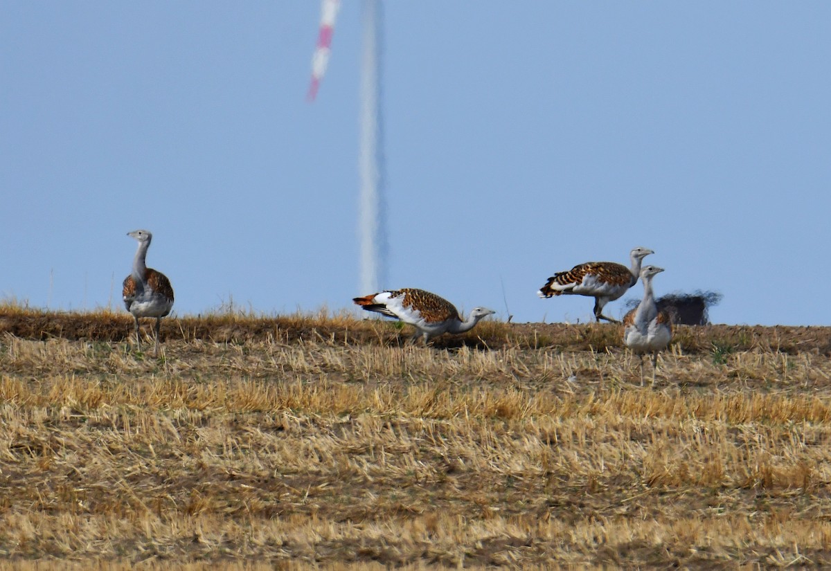 Great Bustard - Krzysztof Haja