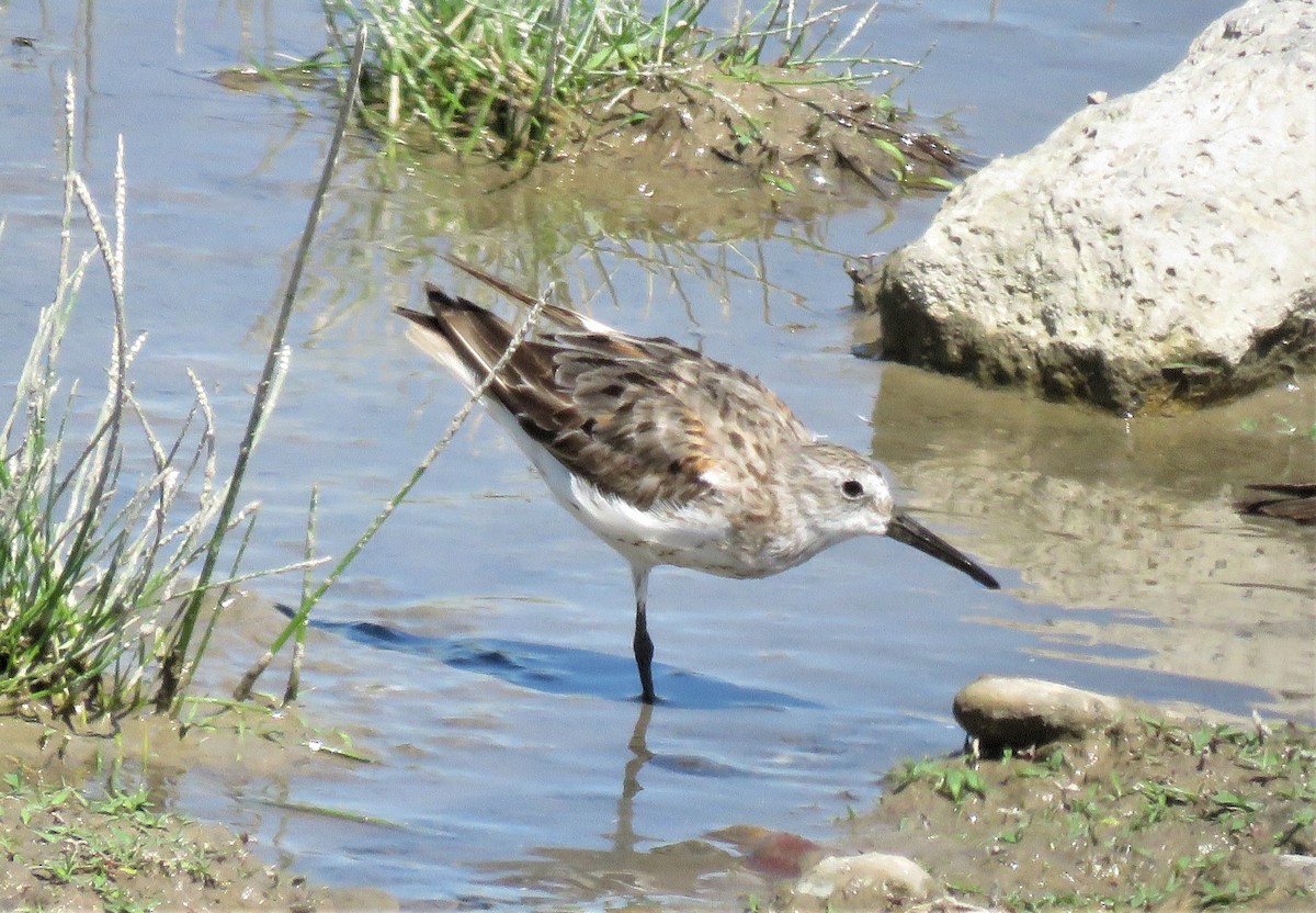 Bindenstrandläufer - ML477981491