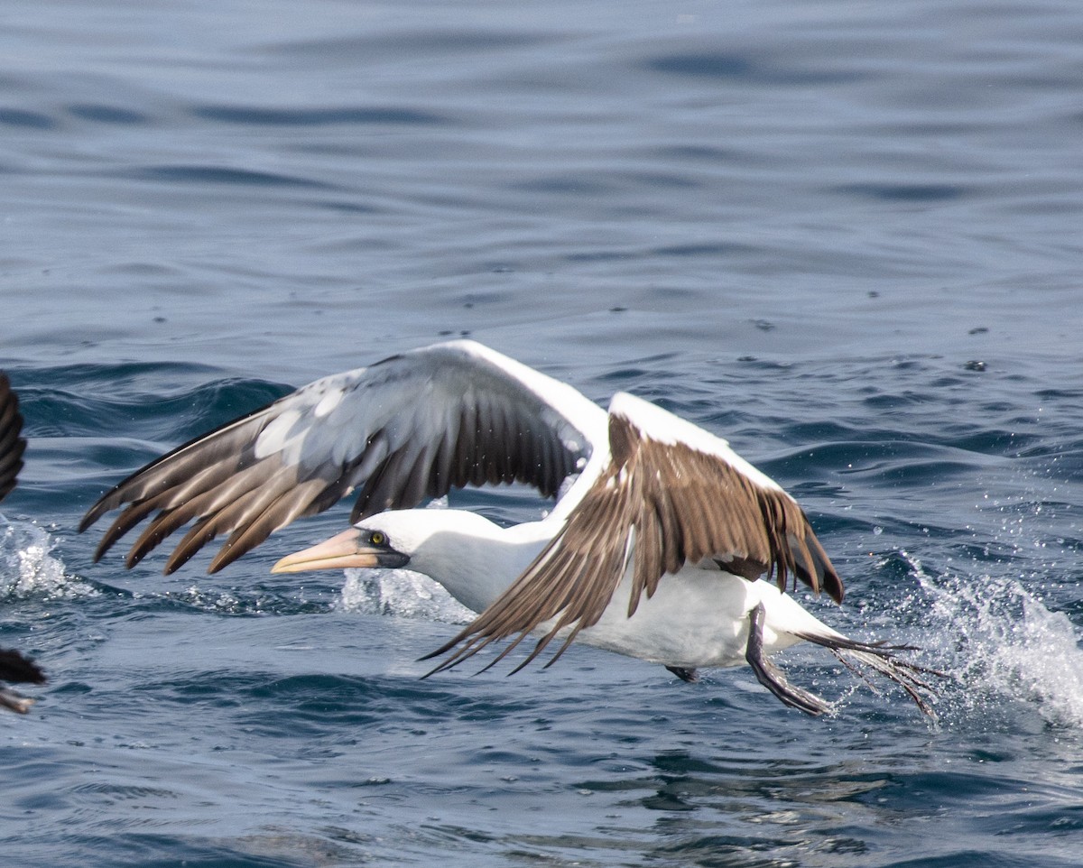 Nazca Booby - kayla smith