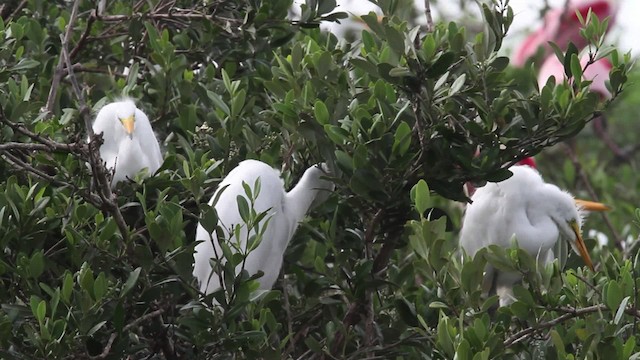 Большая белая цапля (egretta) - ML477982