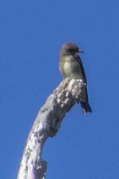 Olive-sided Flycatcher - ML477982141