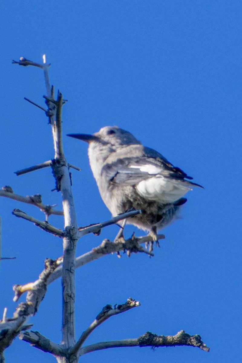 Clark's Nutcracker - ML477982221