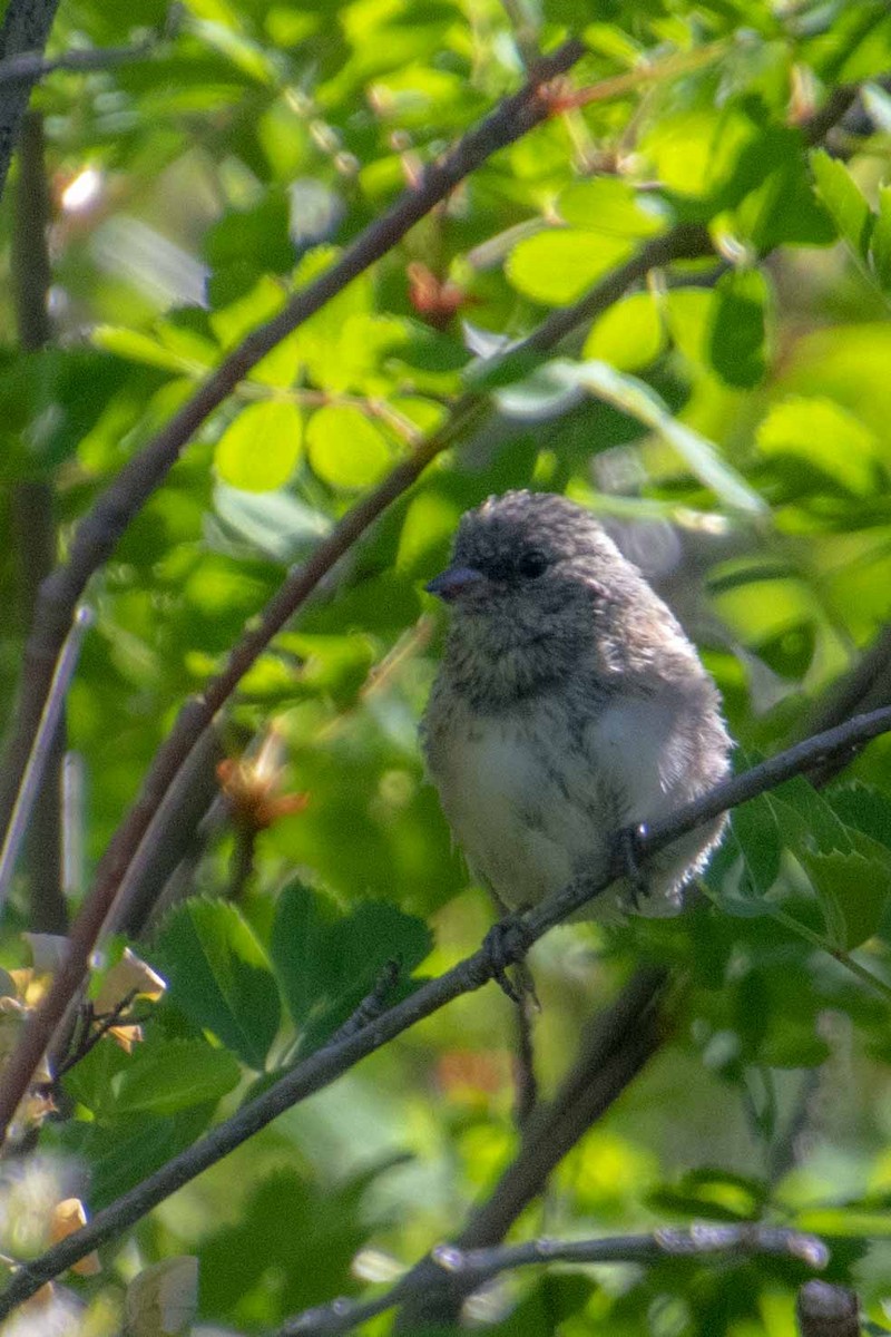 Dark-eyed Junco - ML477982271