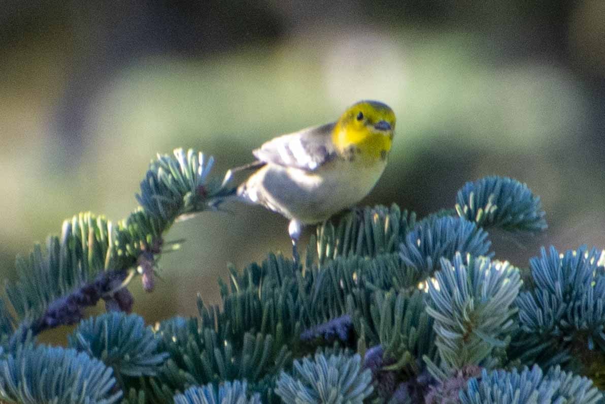 Townsend's/Hermit Warbler - ML477982311