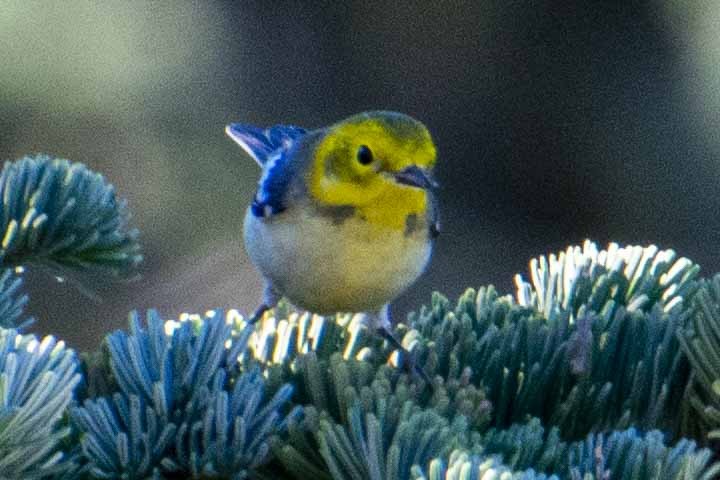 Townsend's/Hermit Warbler - ML477982321