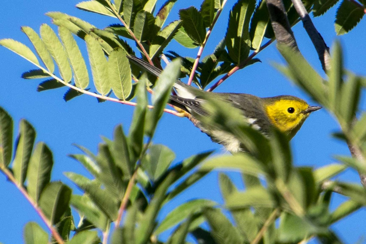 Townsend's/Hermit Warbler - ML477982331