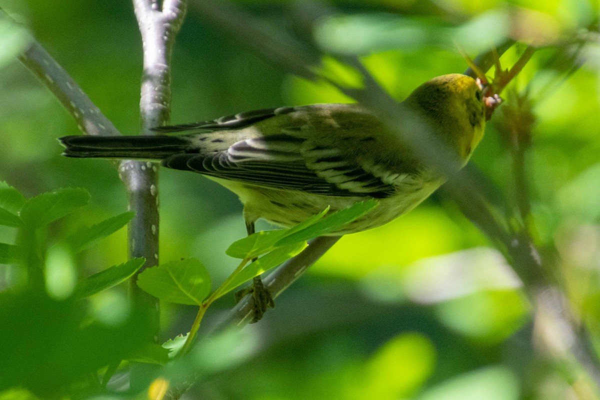 Townsend's/Hermit Warbler - ML477982341