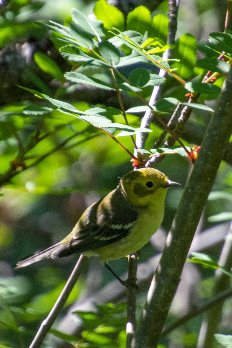 Townsend's/Hermit Warbler - ML477982351