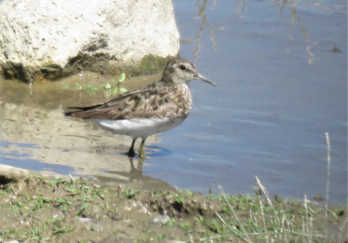 Graubrust-Strandläufer - ML477982541