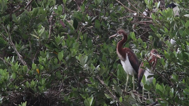 Tricolored Heron - ML477983