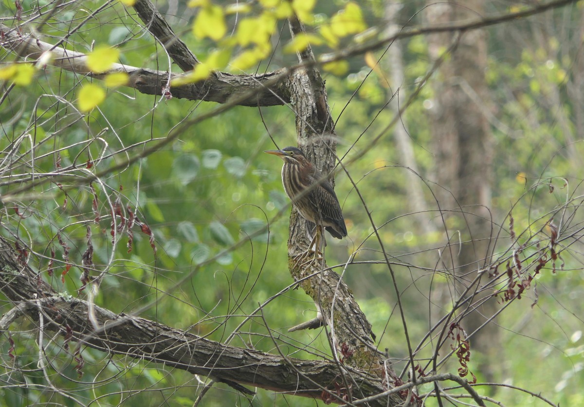 Green Heron - ML477983261