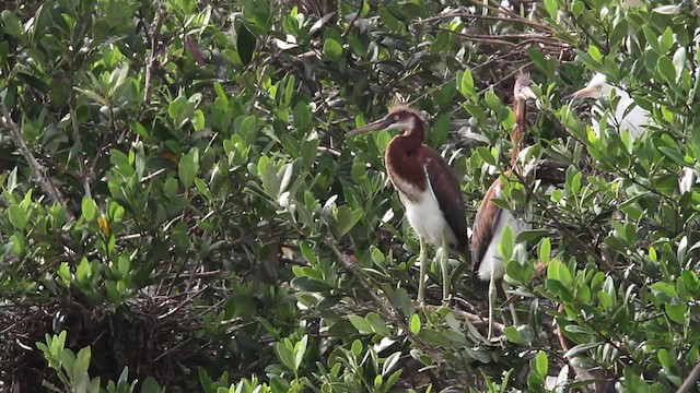 Tricolored Heron - ML477984