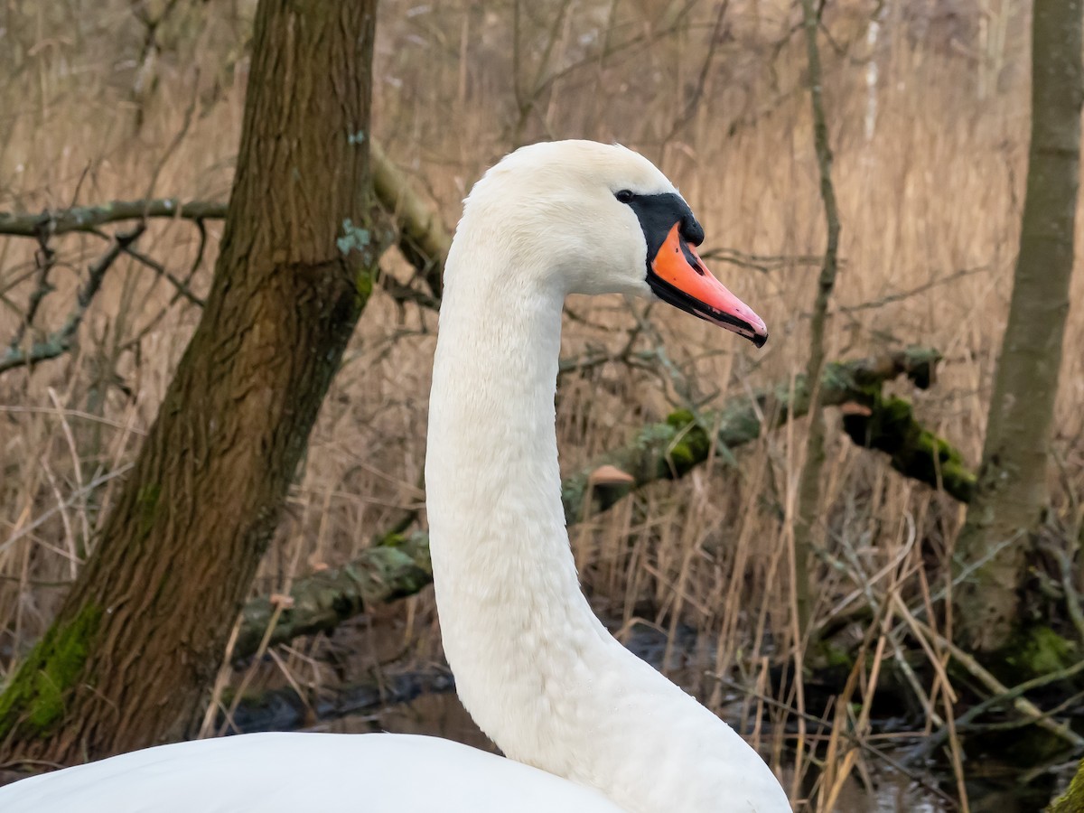 Mute Swan - Philip Francis Thomsen