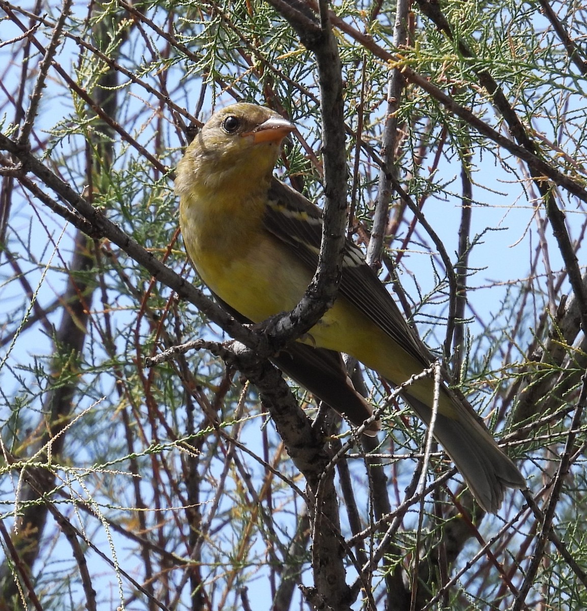 Western Tanager - ML477984741