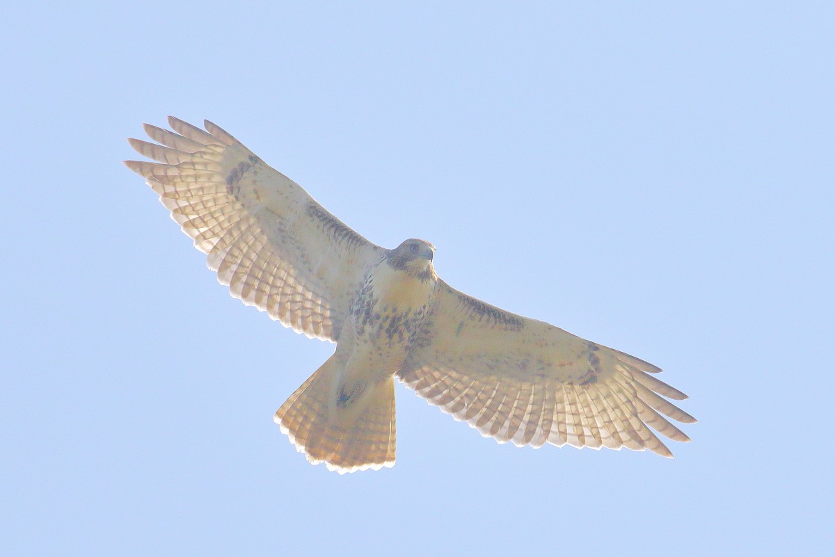 Red-tailed Hawk - ML477985021