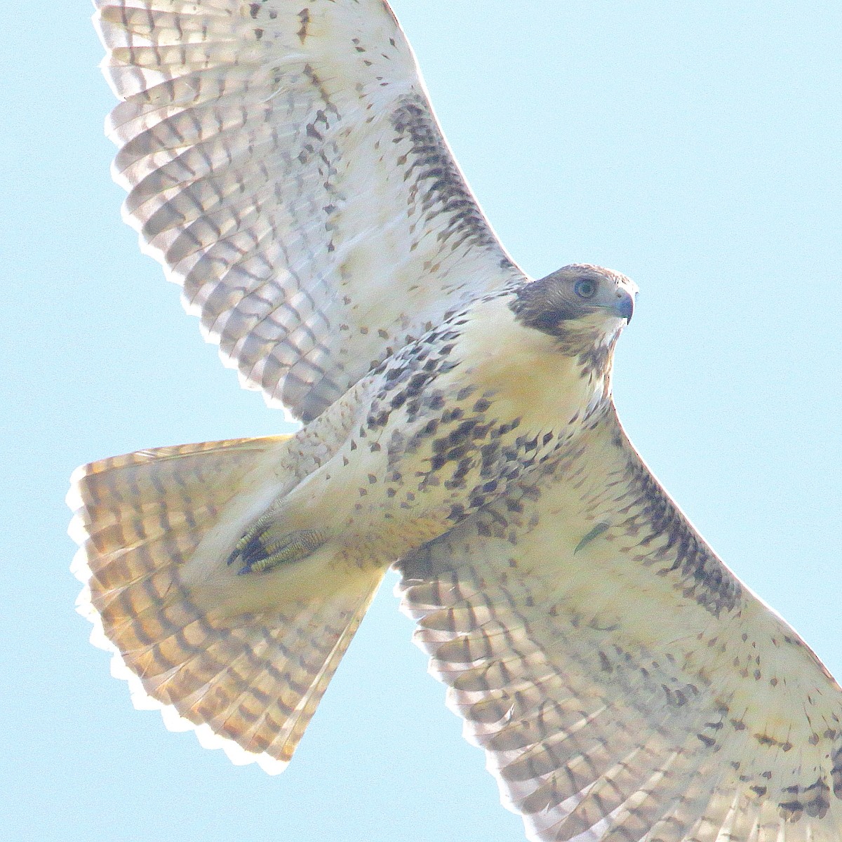 Red-tailed Hawk - ML477985031