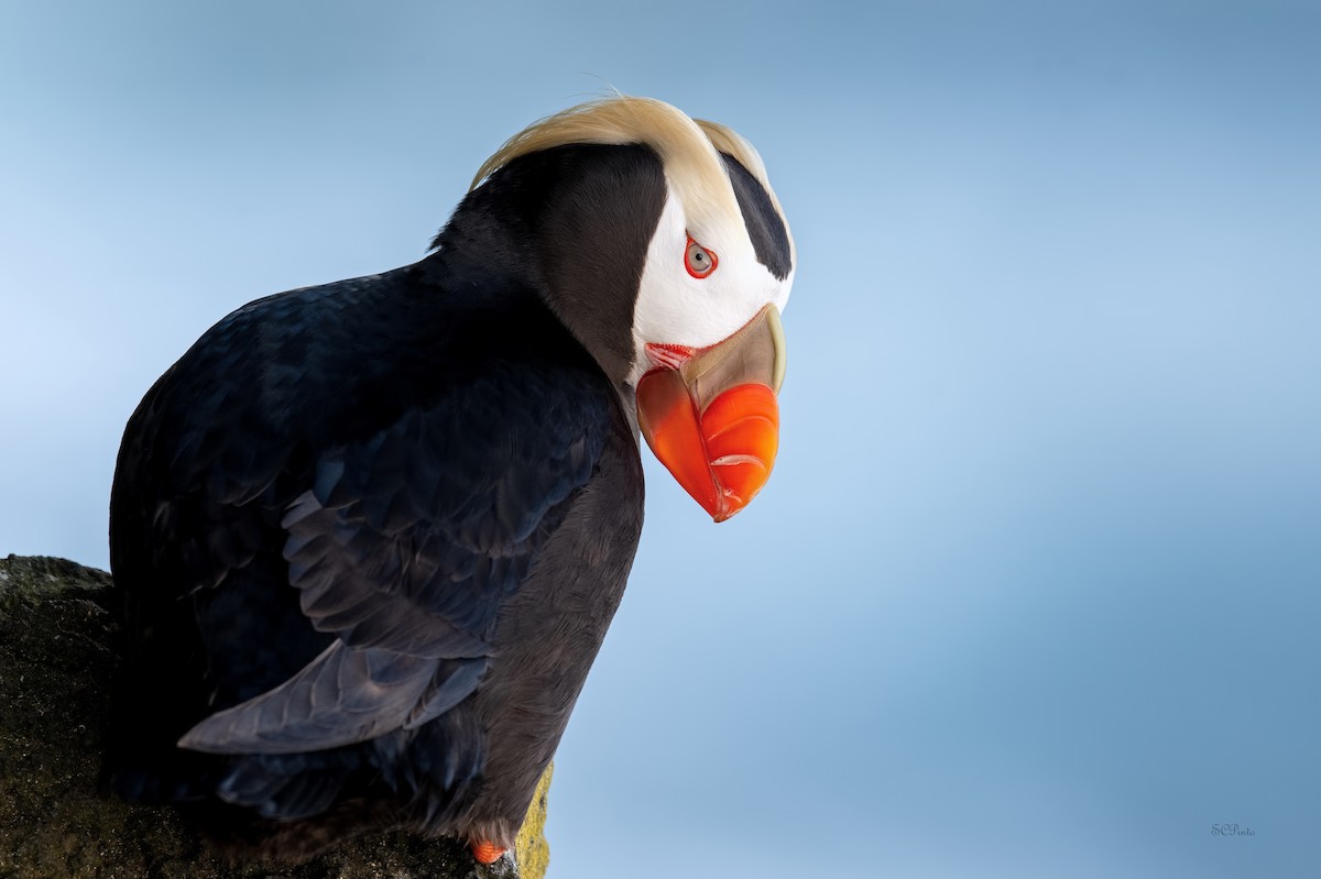 Tufted Puffin - ML477985581