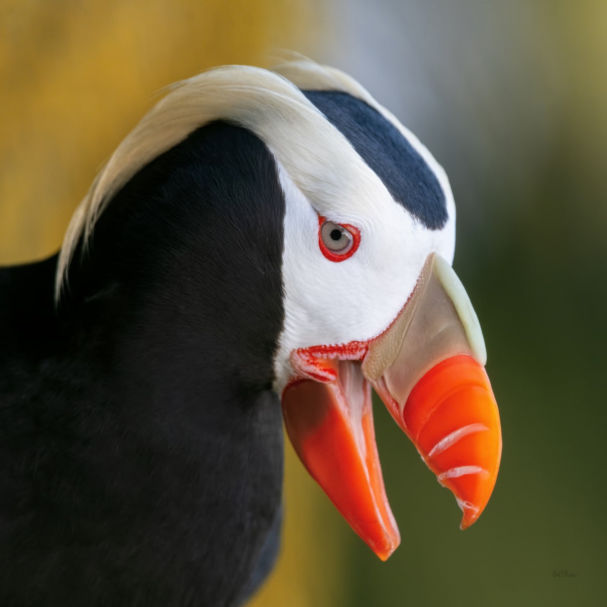 Tufted Puffin - ML477985591