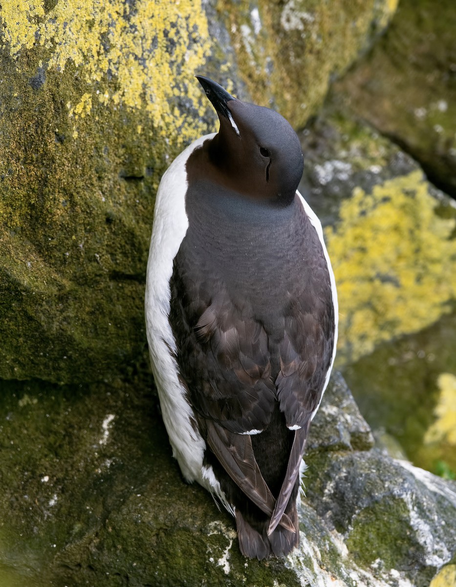 Thick-billed Murre - ML477985651