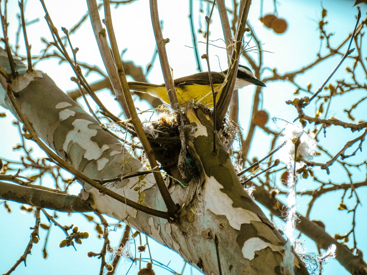 Great Kiskadee - ML477986201