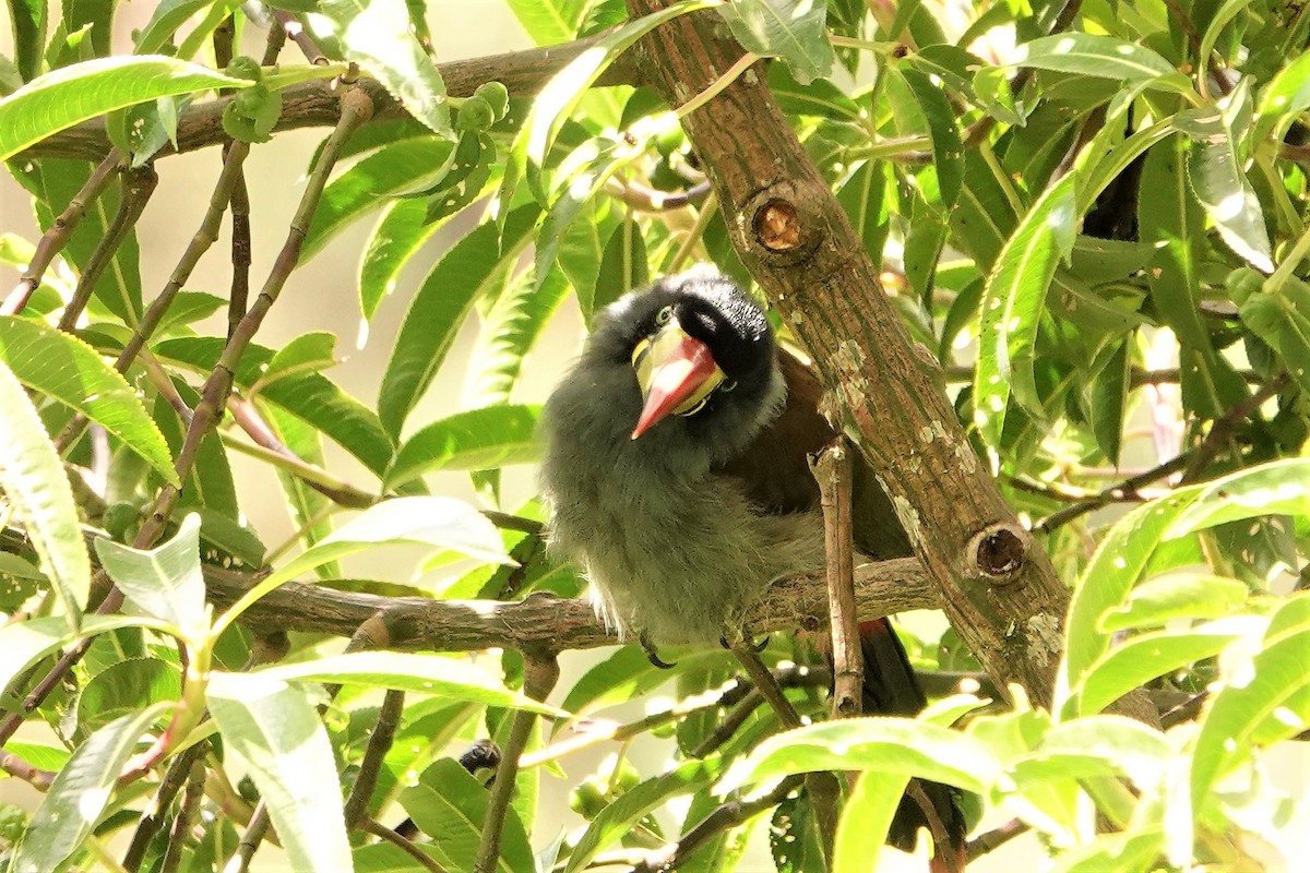 Gray-breasted Mountain-Toucan - ML477986241