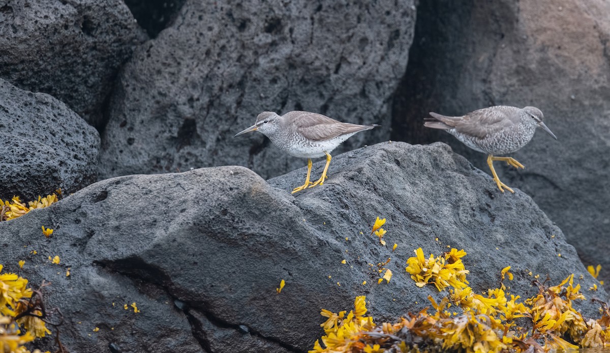 Gray-tailed Tattler - ML477987051