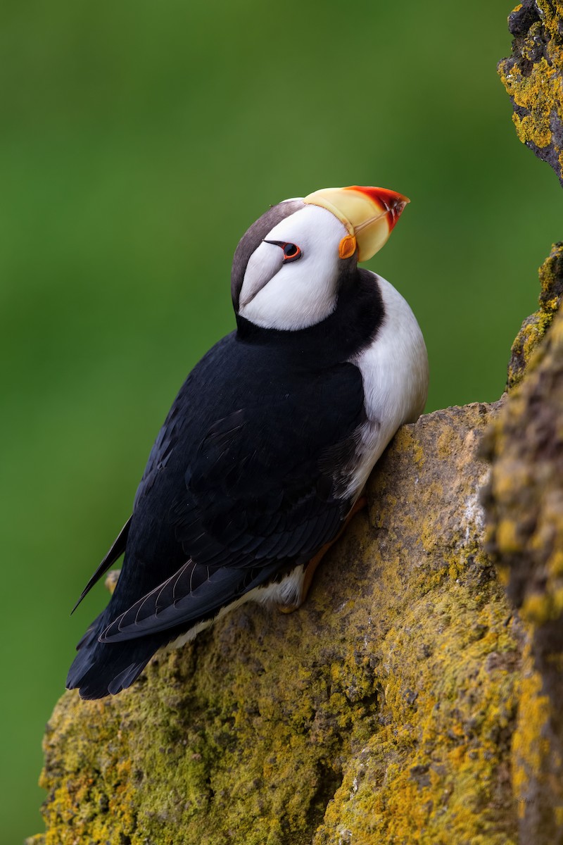 Horned Puffin - ML477987681