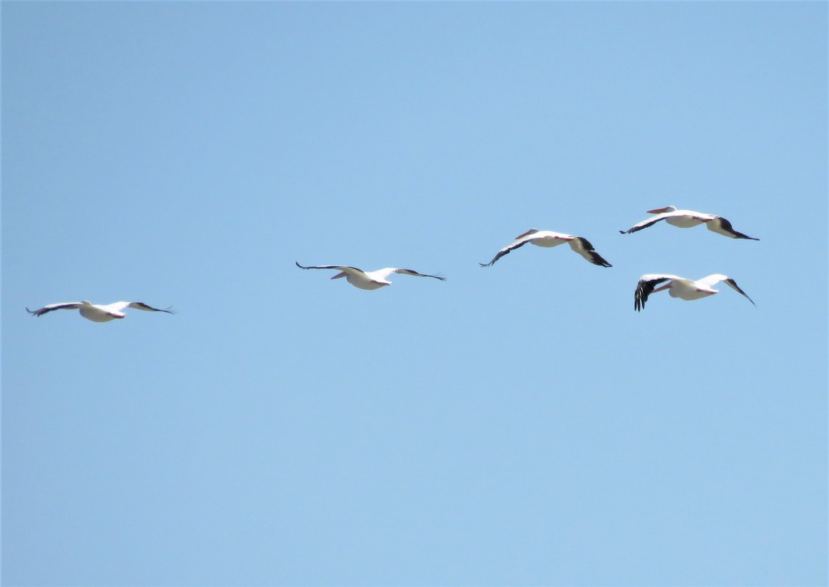 American White Pelican - ML477988321