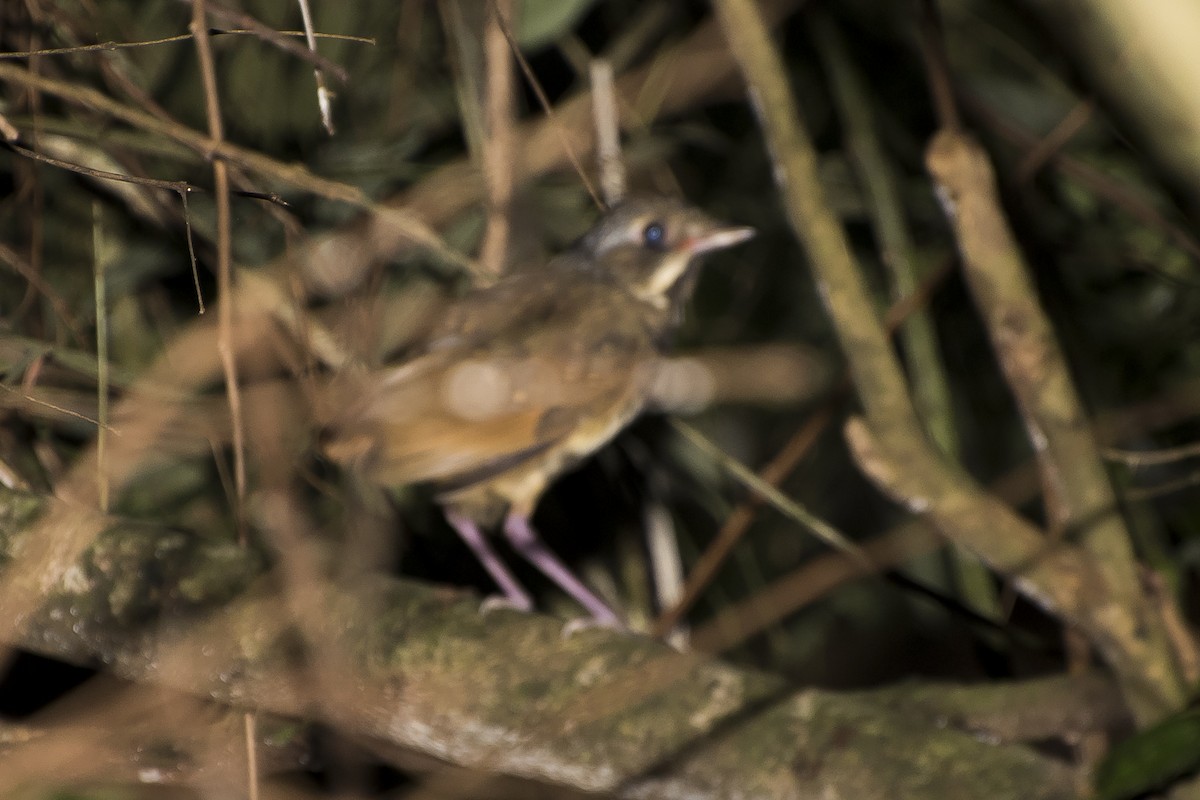 Variegated Antpitta - ML47798901