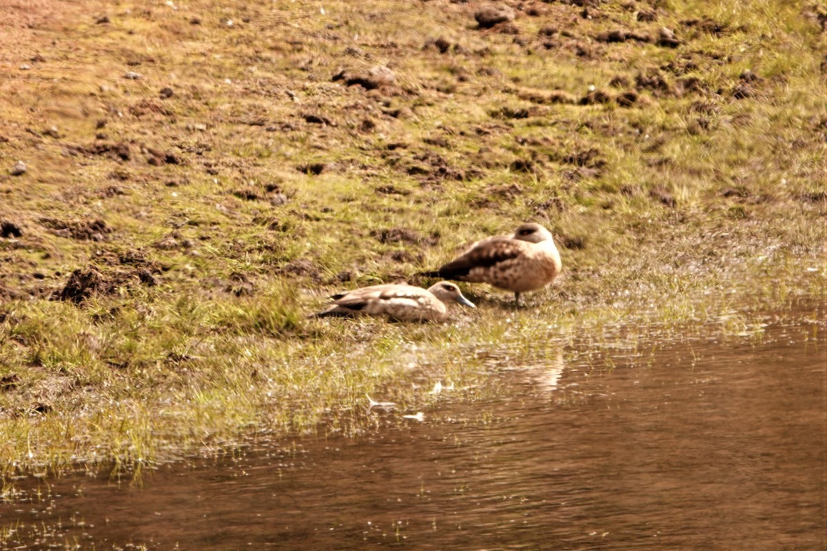 Crested Duck - ML477989311