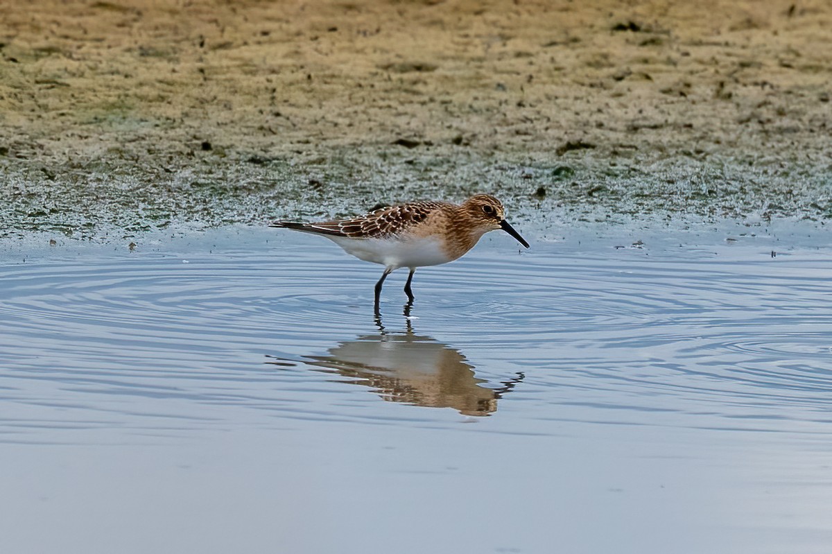 Baird's Sandpiper - ML477989321