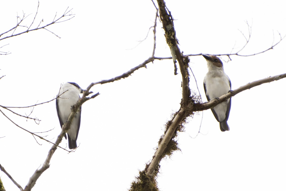 Black-crowned Tityra - ML47798971