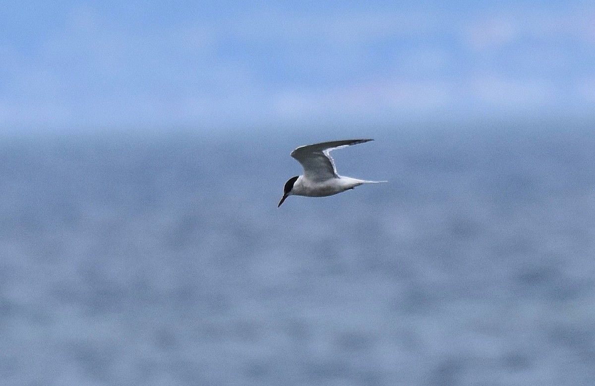 Common Tern - Lukasz Pulawski