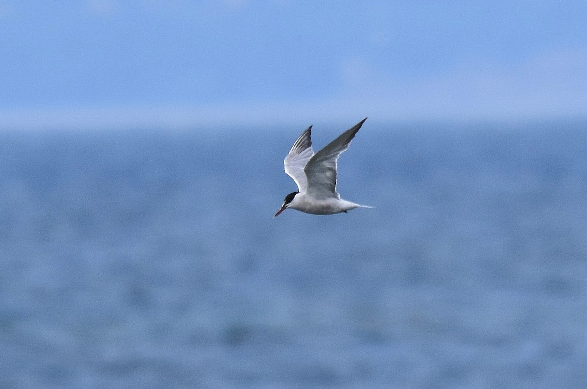 Common Tern - Lukasz Pulawski