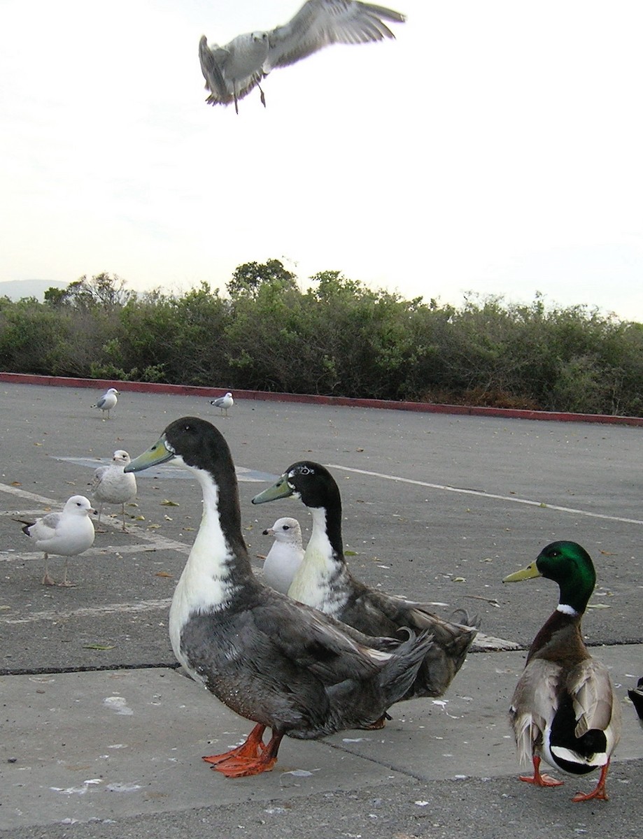 Mallard (Domestic type) - ML477991131