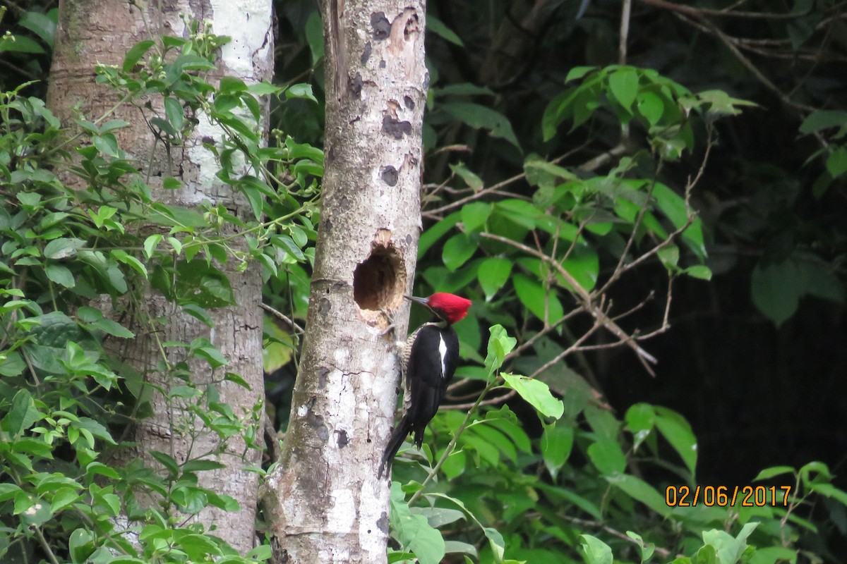 Lineated Woodpecker - ML47799211