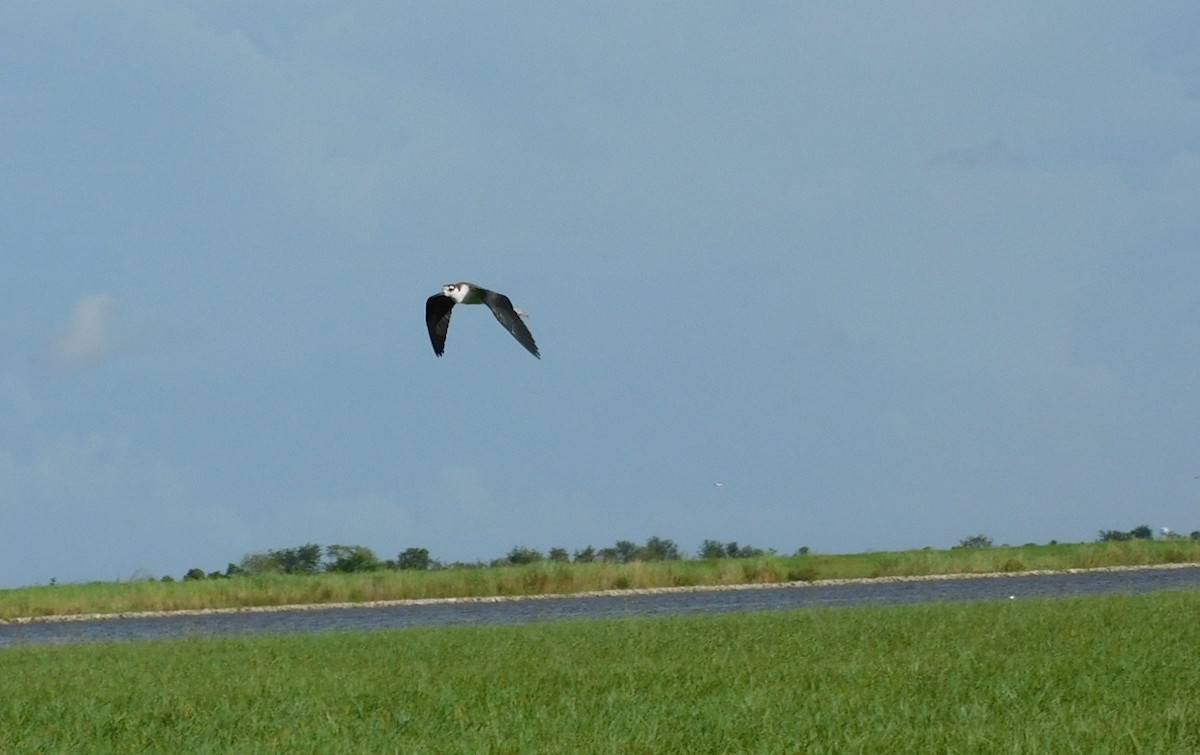 Black-necked Stilt - ML477992261