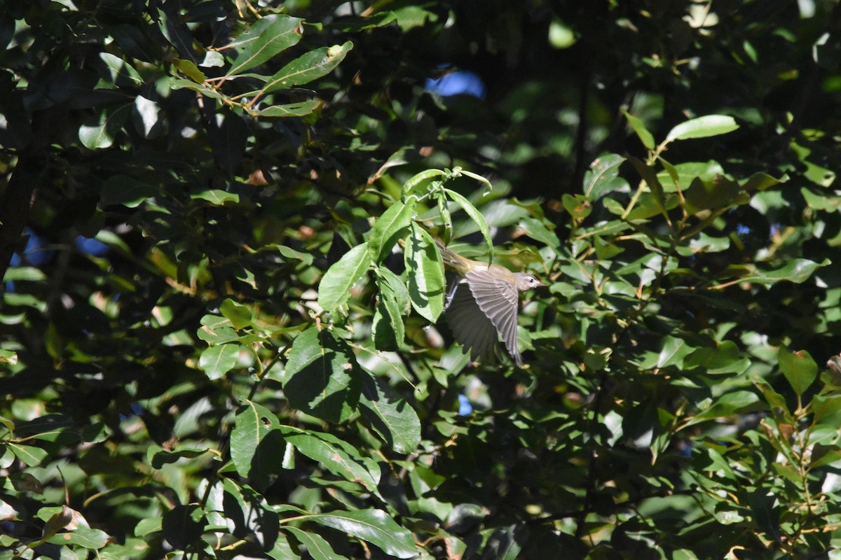 Warbling Vireo - Mike Marble