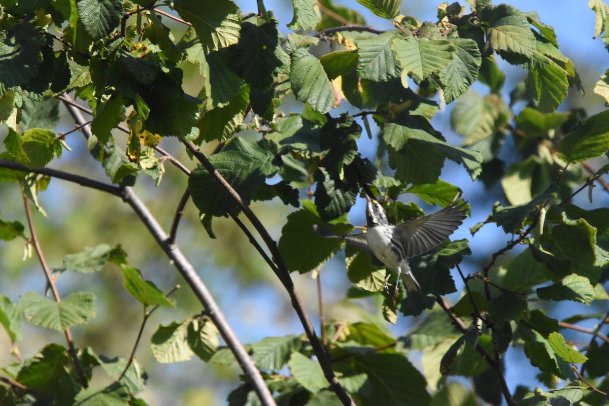 Black-throated Gray Warbler - Mike Marble