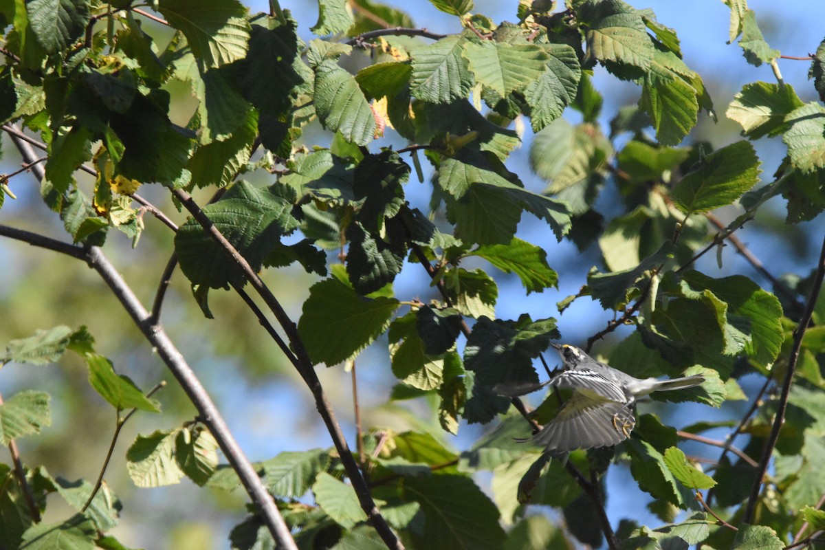 Black-throated Gray Warbler - Mike Marble