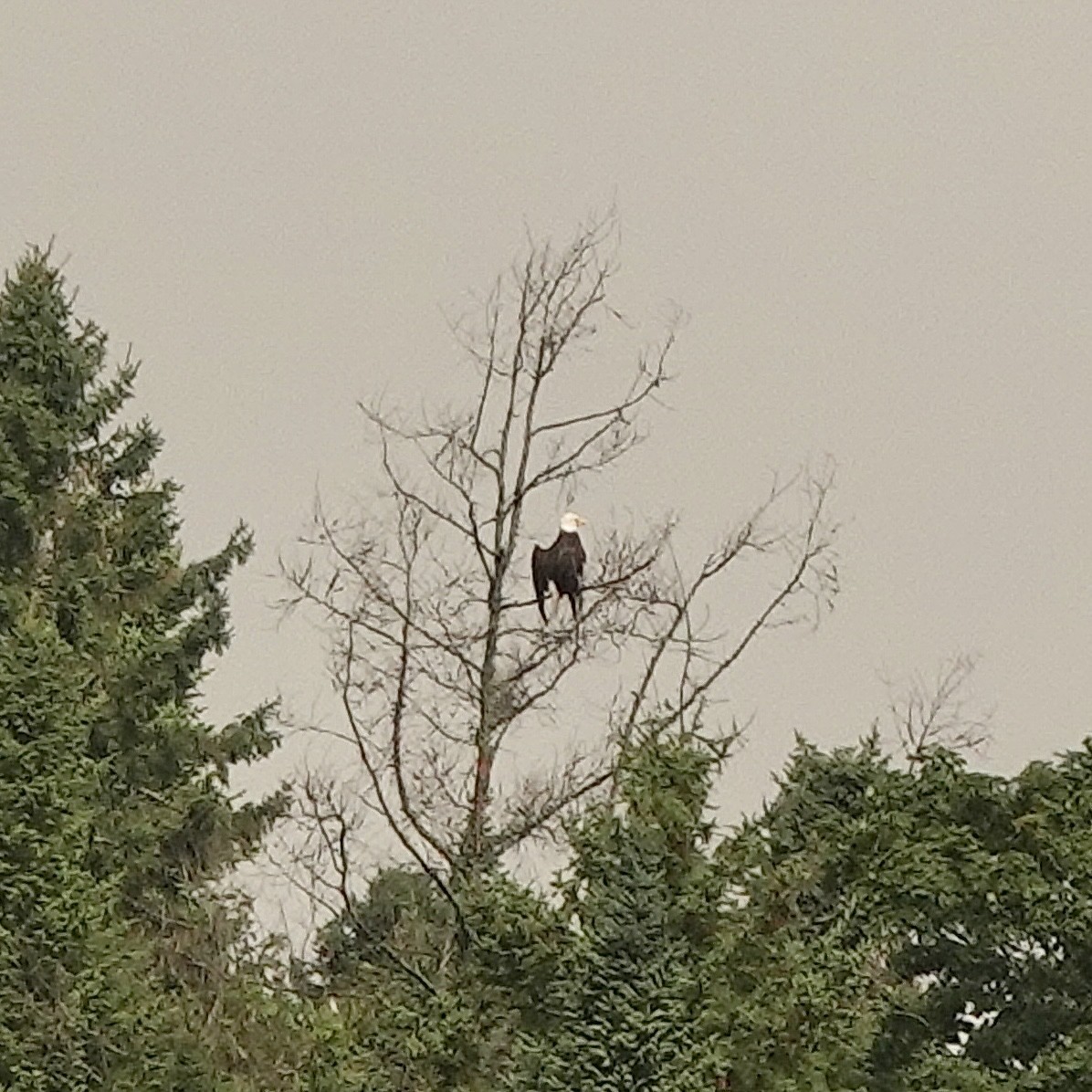 Bald Eagle - ML477993601