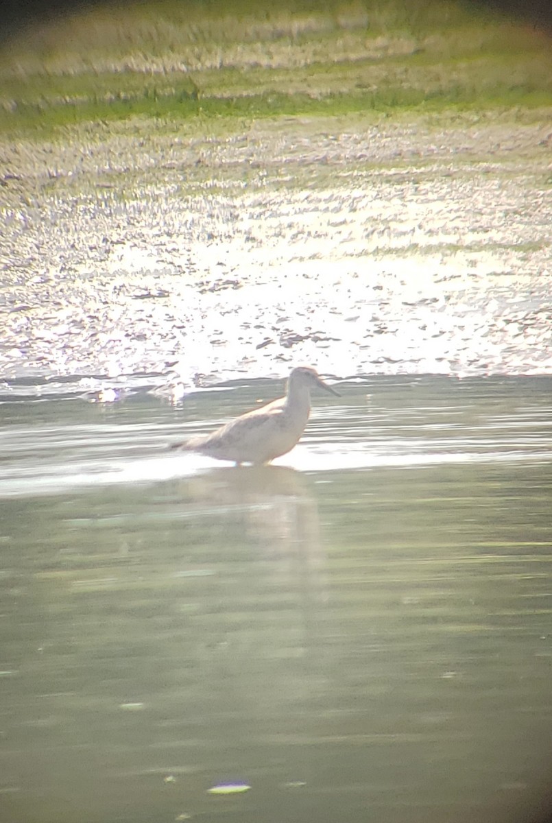 コオバシギ - ML477993661