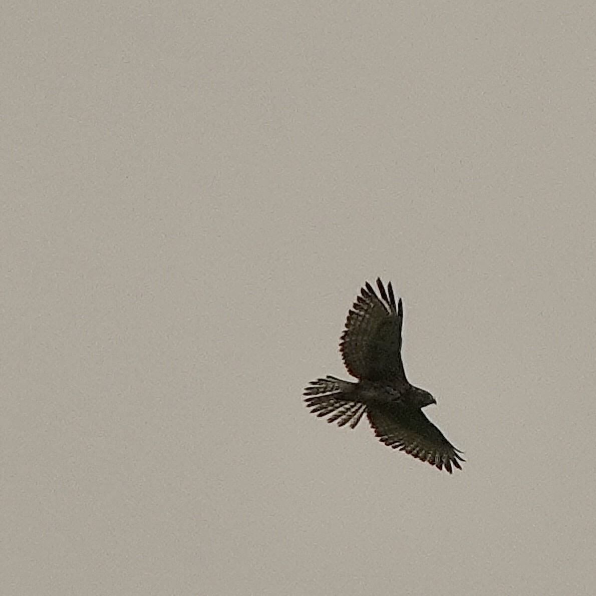 Red-tailed Hawk - ML477993711
