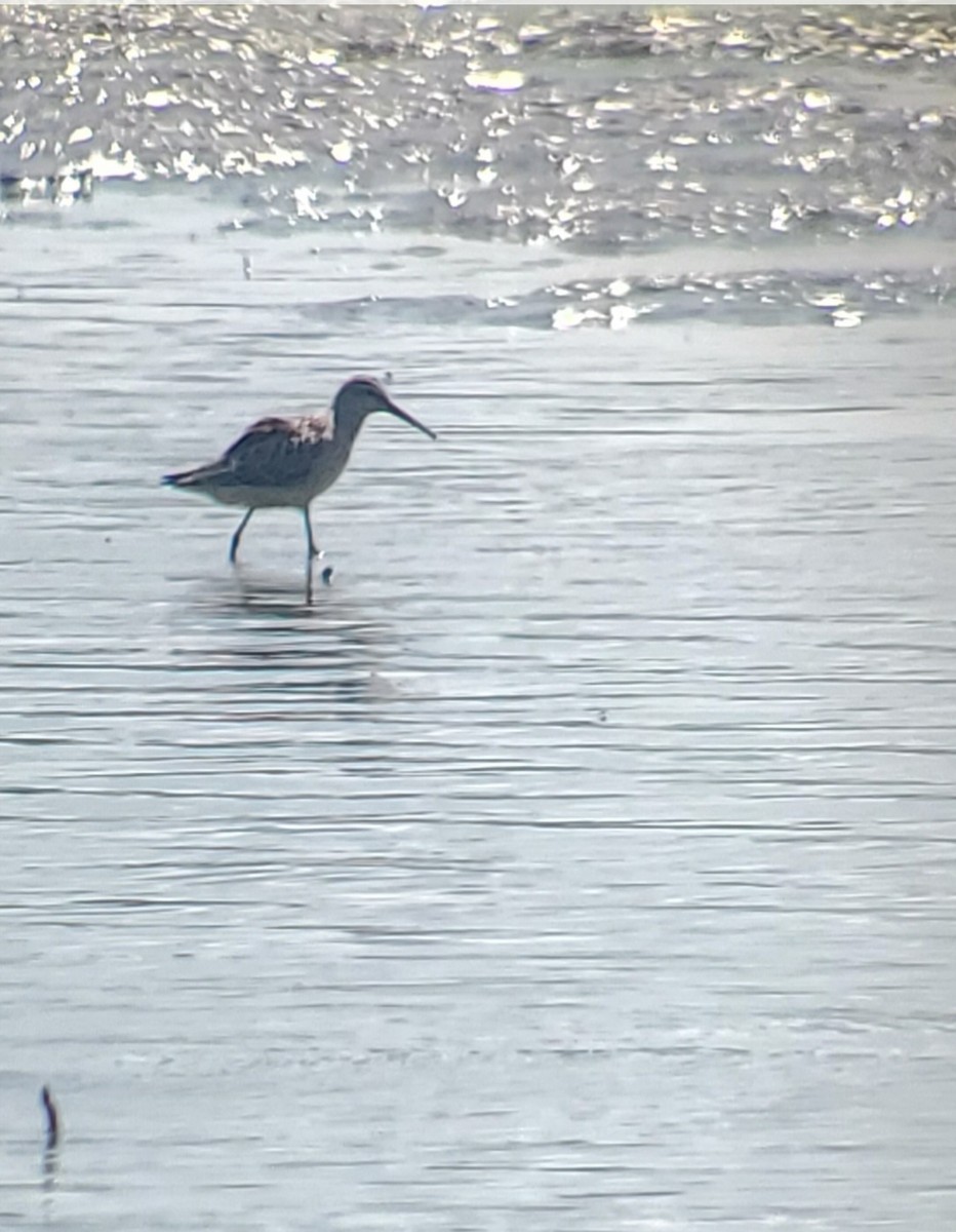 アシナガシギ - ML477993801