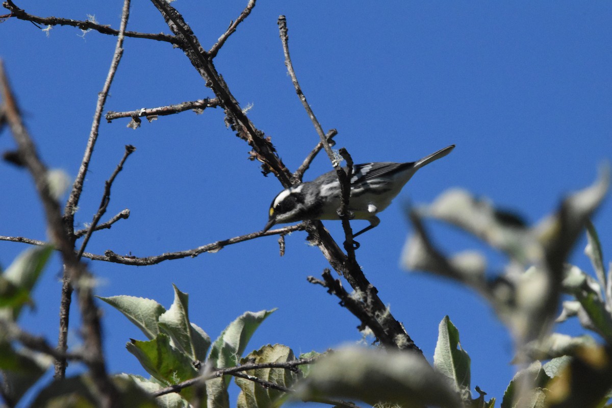 Black-throated Gray Warbler - Mike Marble