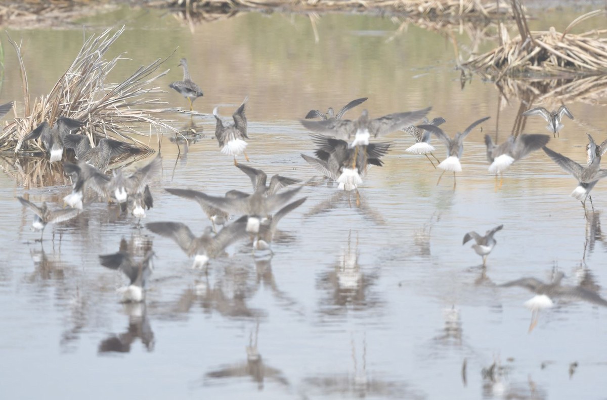 Lesser Yellowlegs - ML477996031