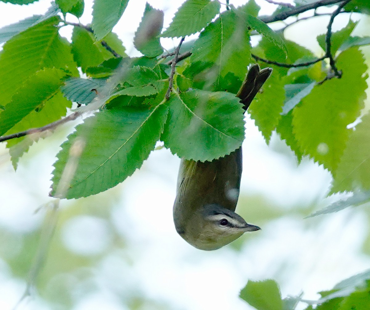 Red-eyed Vireo - Louise Courtemanche 🦅