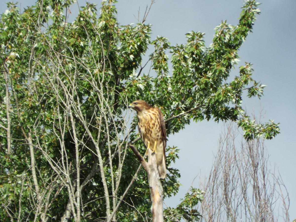 Red-shouldered Hawk - don pierce